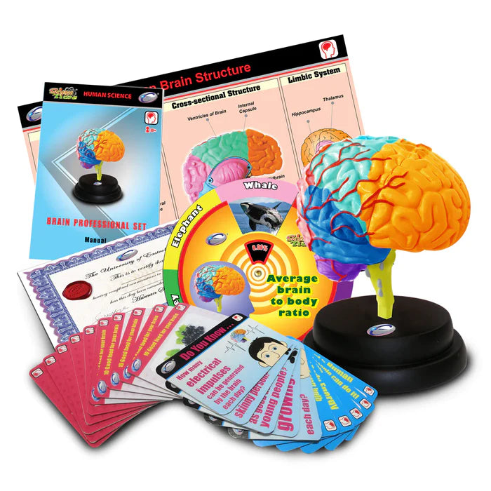 Human Brain Anatomy STEM Set
