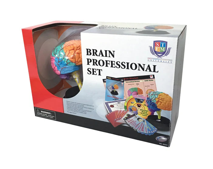 Human Brain Anatomy STEM Set