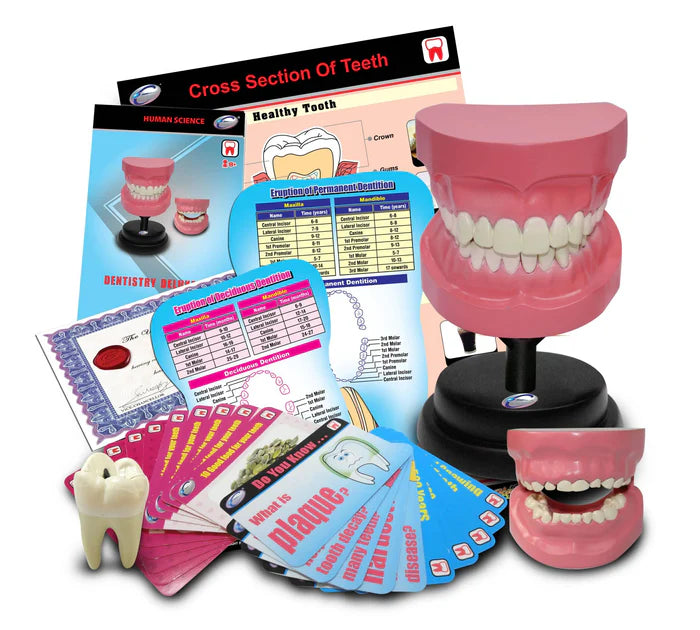 Dental Anatomy Model STEM Set