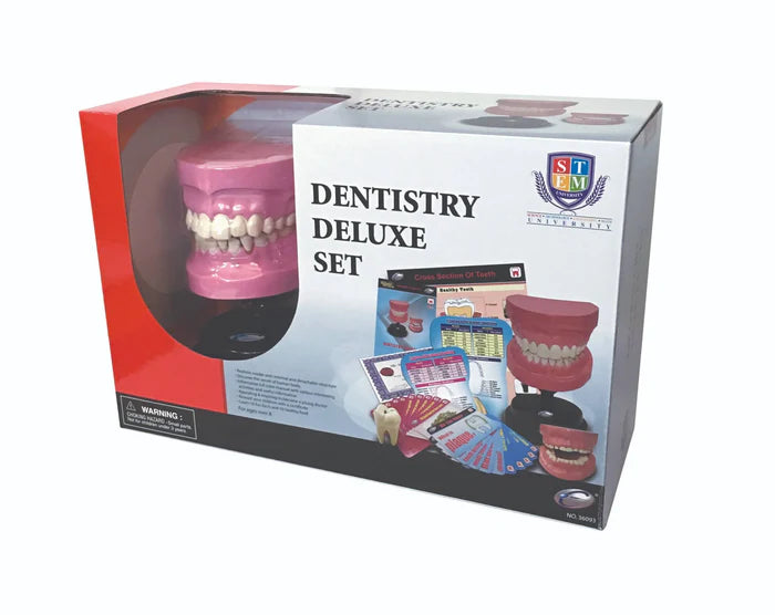 Dental Anatomy Model STEM Set