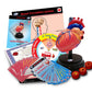 Heart Cardiology Model STEM Set