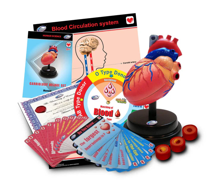 Heart Cardiology Model STEM Set
