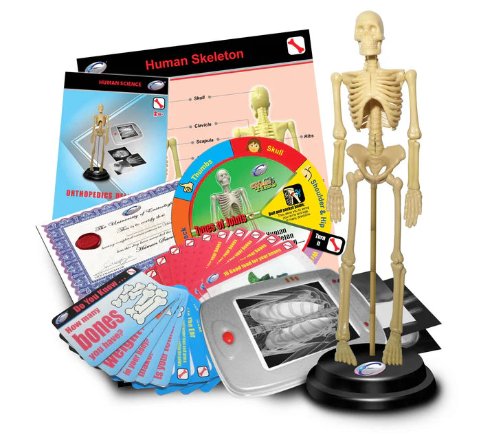 Human Skeleton Orthopedics Model STEM Set