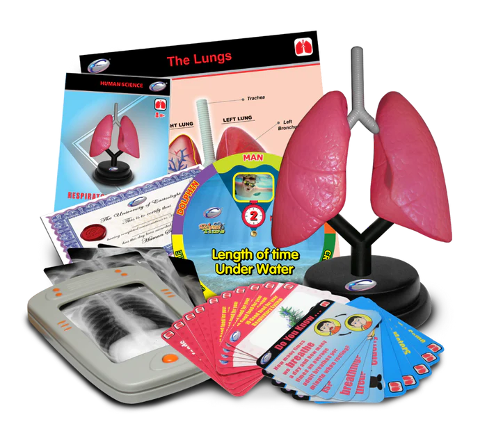Respiratory Human Lung Model STEM Set