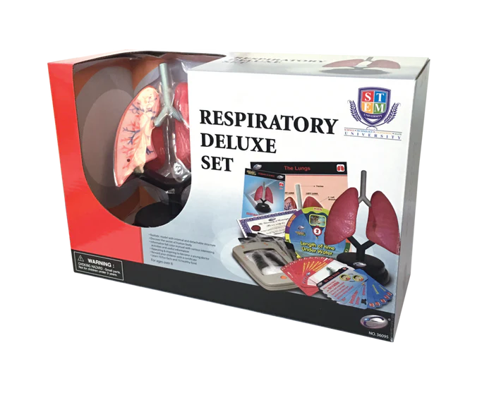 Respiratory Human Lung Model STEM Set